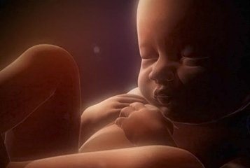 В одной из митрополий Греческой Церкви прошел сбор подписей против проведения опытов над эмбрионами