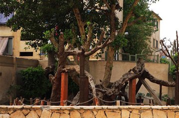 Неизвестные вандалы срубили в пригороде Каира «Дерево Марии»