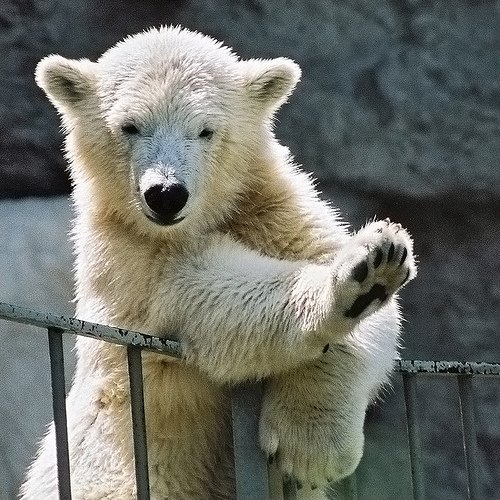 В зоопарке швейцарского города Берн усыпили здорового медвежонка
