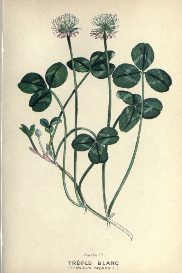 dessin de plante fourragere 0157 trefle blanc - trifolium repens