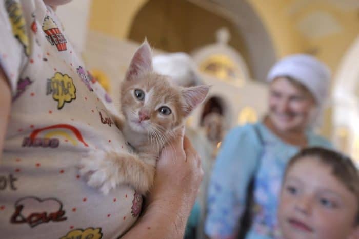 Cats in the church: in the suburbs served an unusual prayer